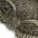 flight thumbnail